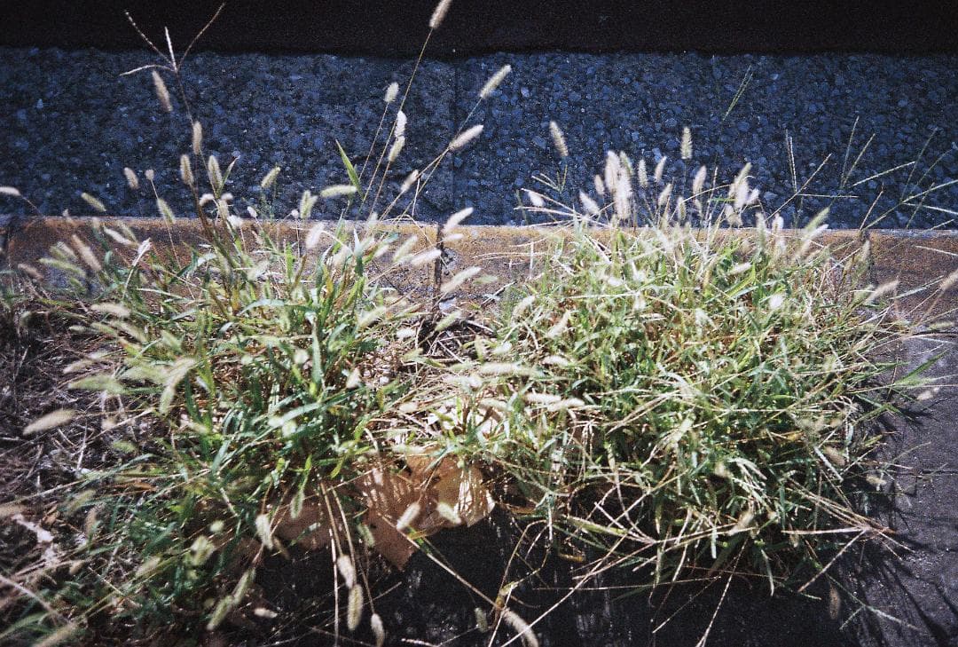 OLYMPUS μ (mju) コンパクトフィルムカメラ 電池付き 試写有り