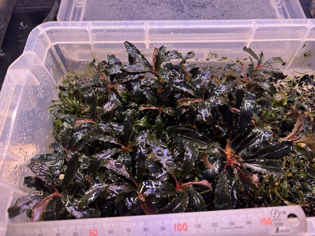 たおBucephalandr 各種