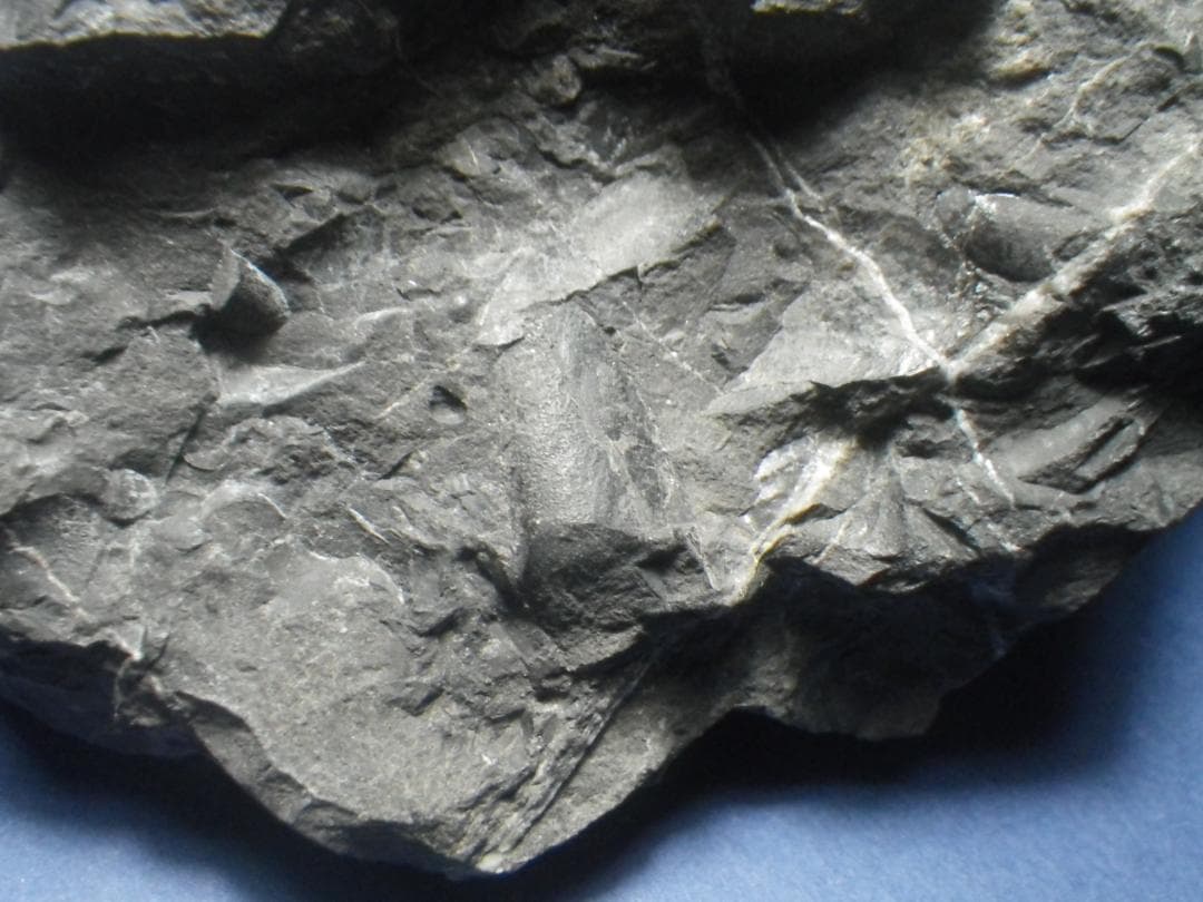 国産化石 異常巻 ２６０１２１