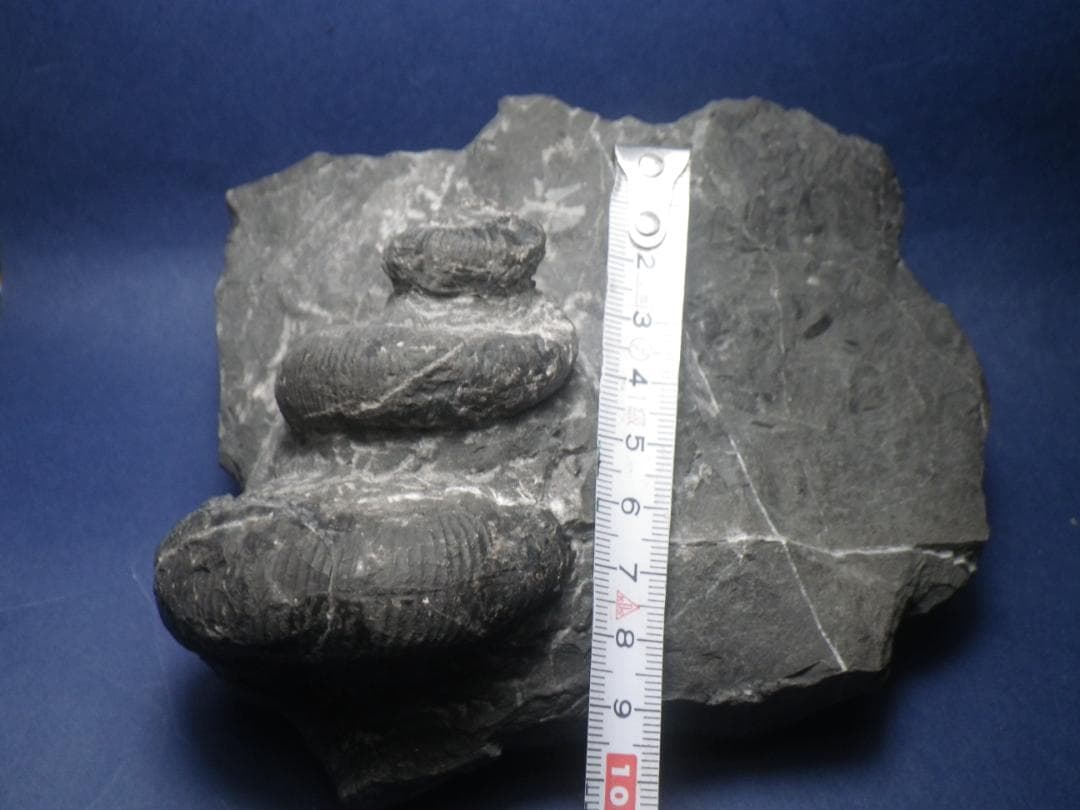 国産化石 異常巻 ２６０１２１