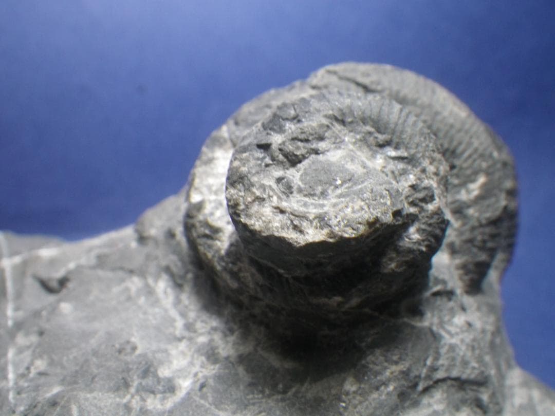 国産化石 異常巻 ２６０１２１