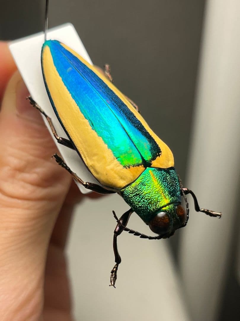 【亜玉虫最高峰】キベリルリタマムシ リンバータルリタマムシ昆虫標本　きらめく甲虫