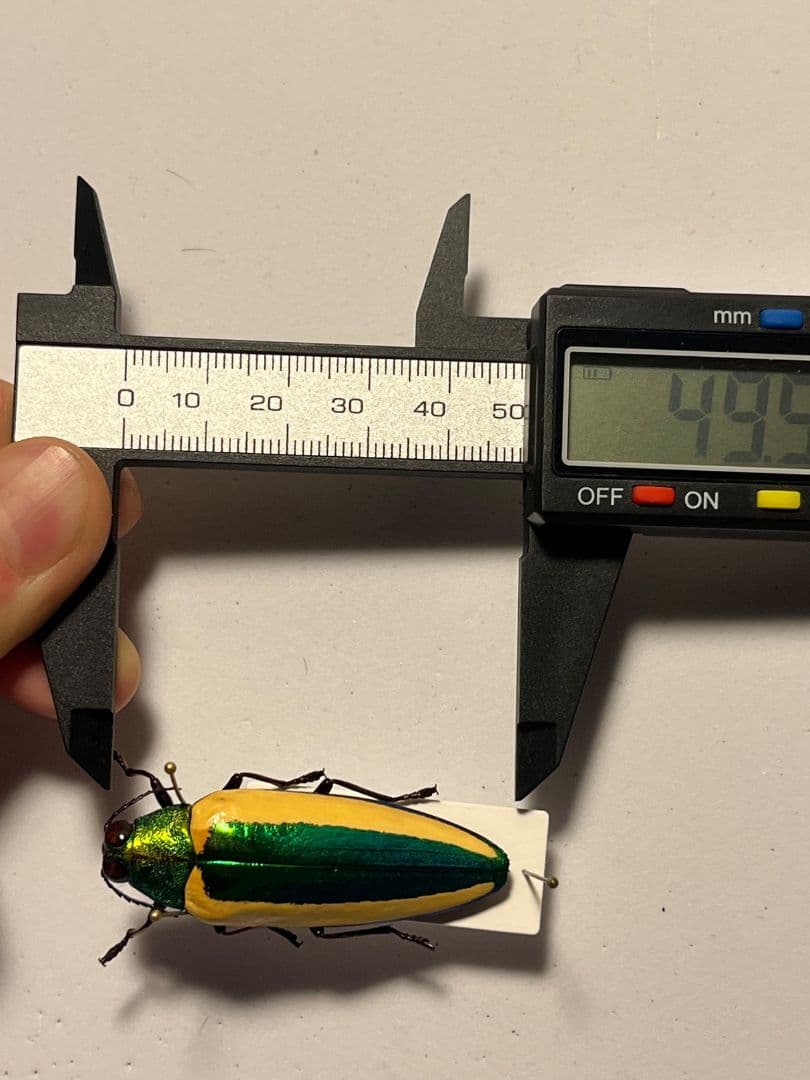 【亜玉虫最高峰】キベリルリタマムシ リンバータルリタマムシ昆虫標本　きらめく甲虫