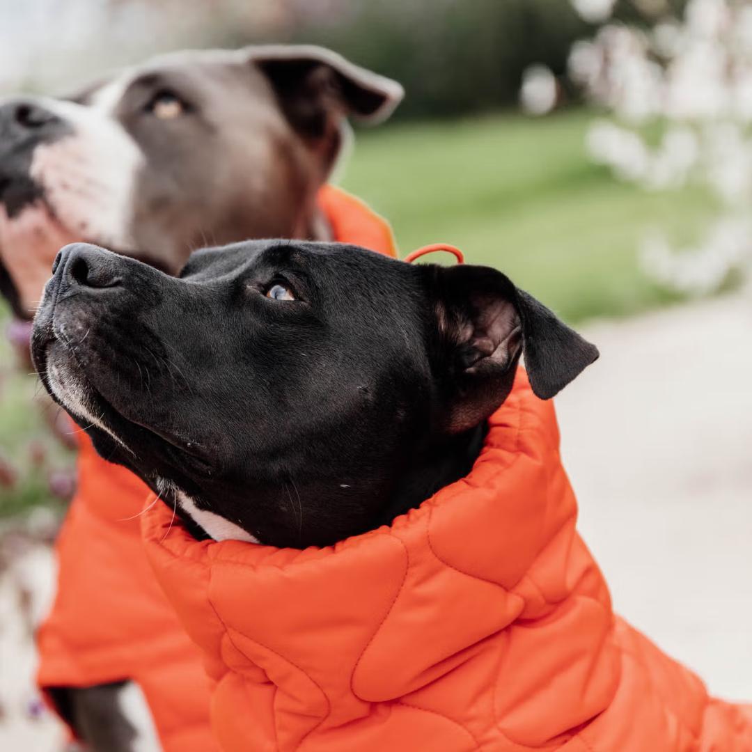 Kentucky Dogwear 未使用ベルギー ドッグコート 中綿入り