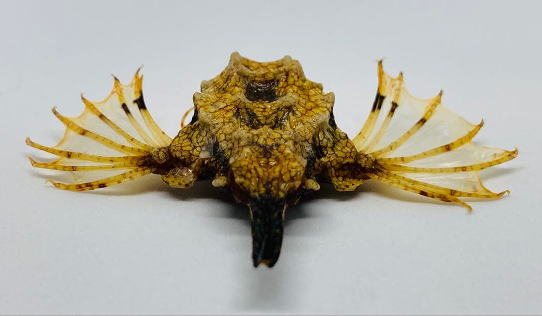 ウミテング 乾燥標本①　海　魚　レア　標本