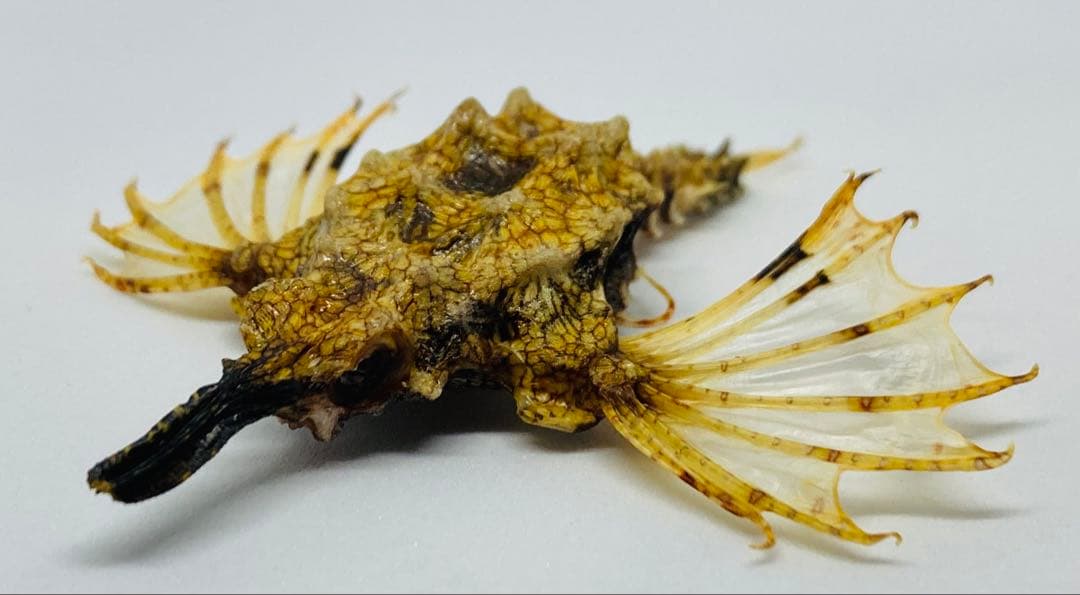 ウミテング 乾燥標本①　海　魚　レア　標本