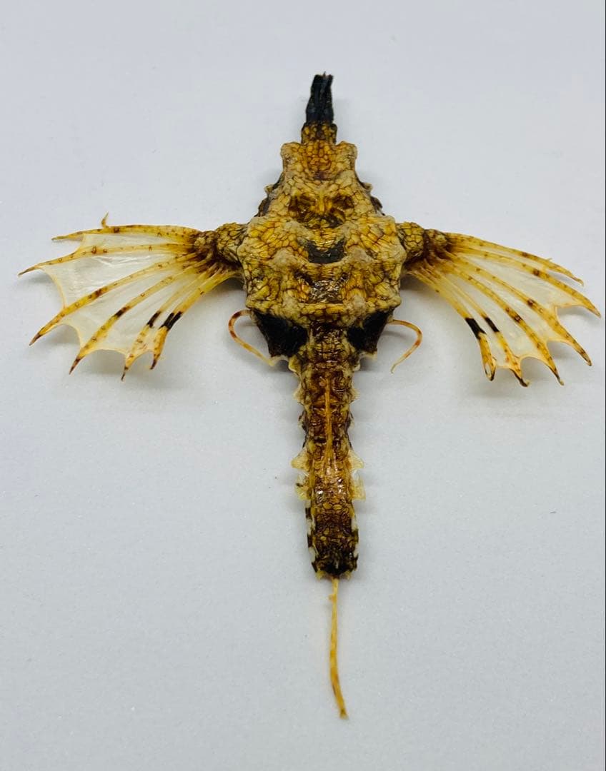 ウミテング 乾燥標本①　海　魚　レア　標本