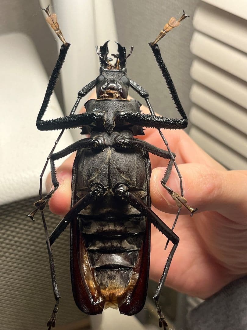 【111mm】Xixuthrus isyuniarkoiウスバカミキリ　標本