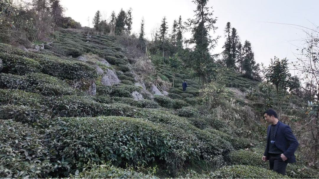 2025年　中国茶　緑茶　　恩施玉露 50g