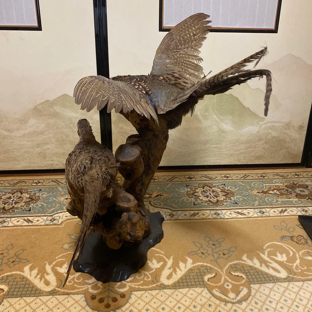 2匹の孔雀の剥製 (昭和期)