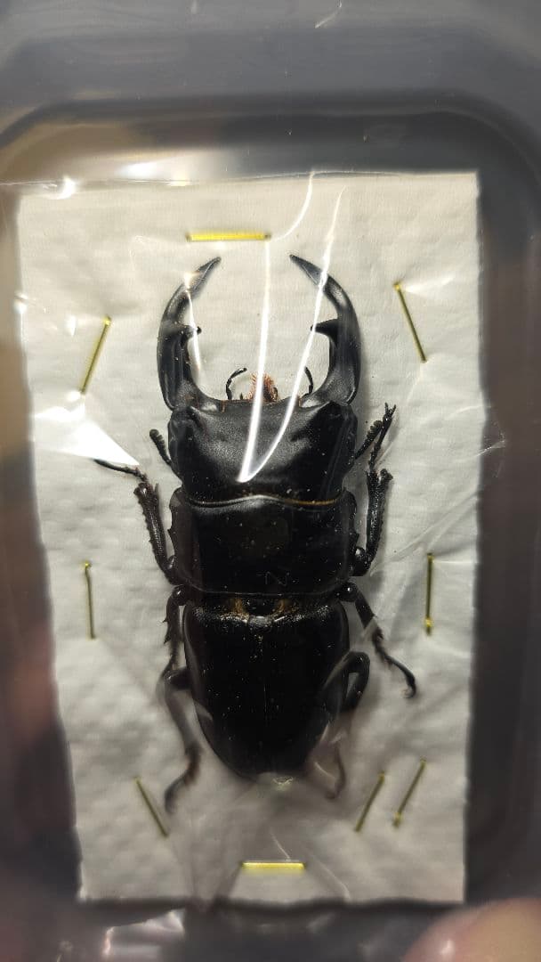 滋賀県産野外品オオクワガタ標本