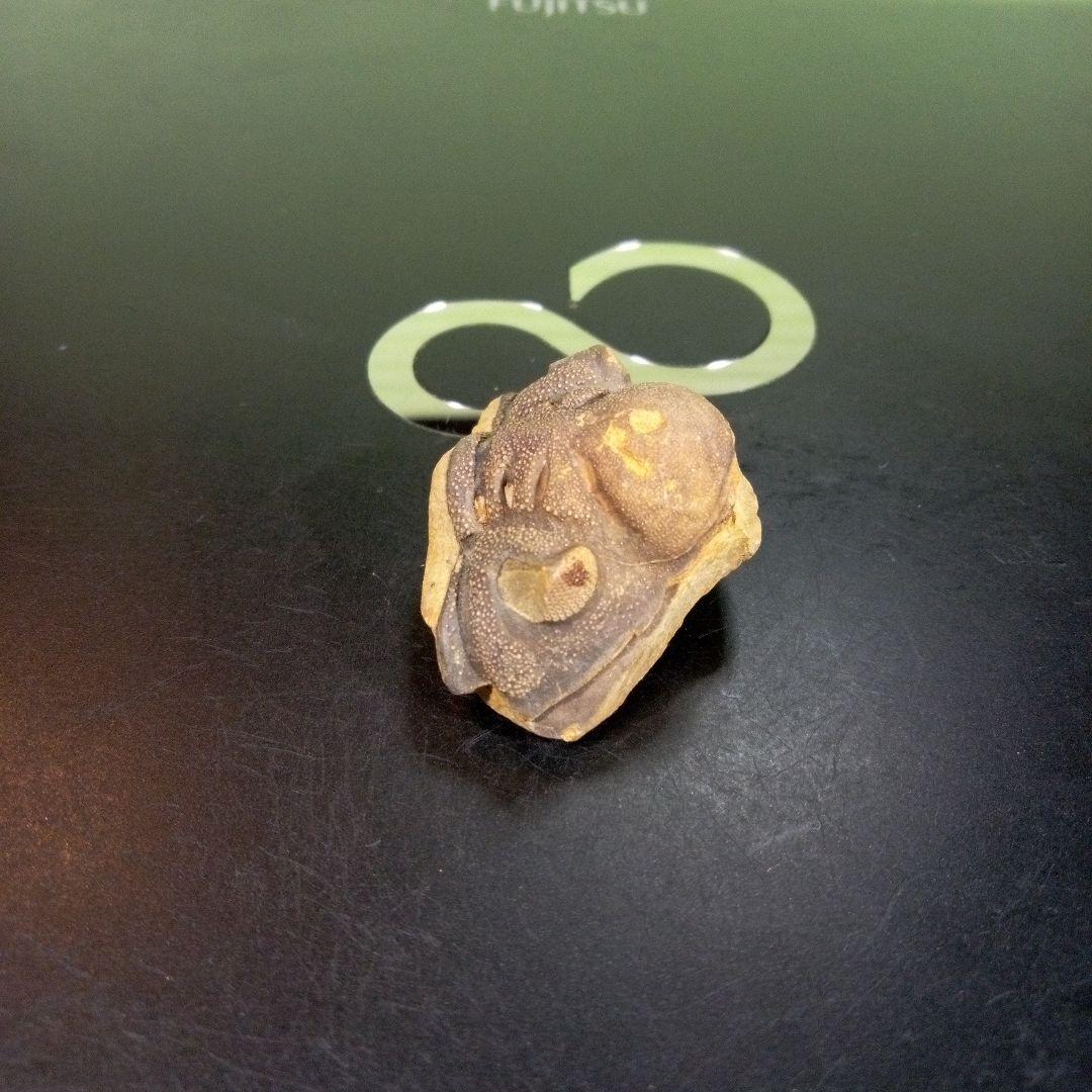三葉虫　化石　fossil　ボリビア　trilobite　海生動物　三葉虫識別⑤