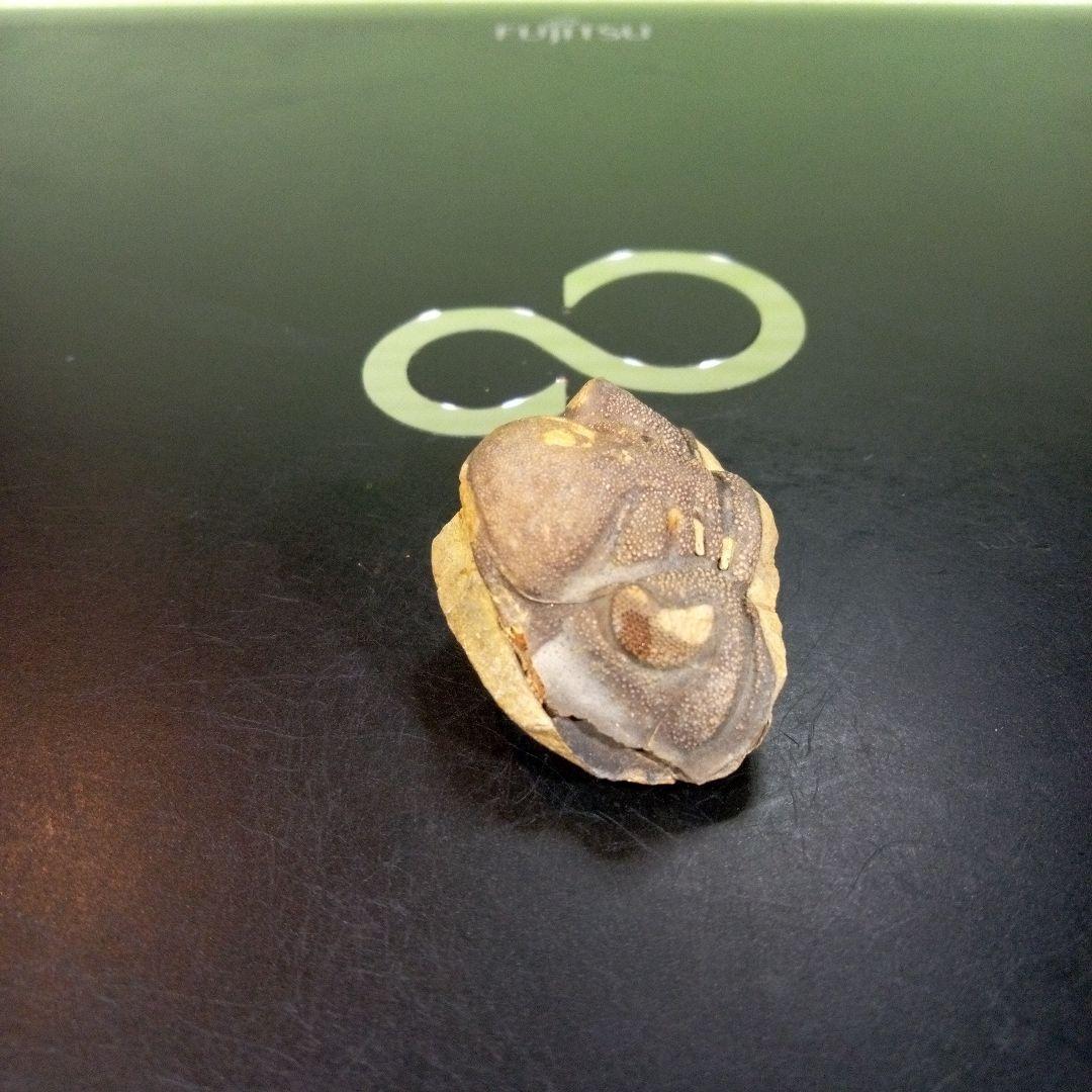 三葉虫　化石　fossil　ボリビア　trilobite　海生動物　三葉虫識別⑤