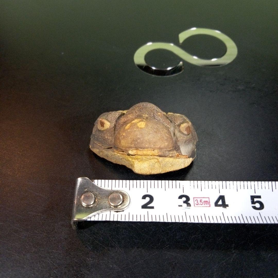 三葉虫　化石　fossil　ボリビア　trilobite　海生動物　三葉虫識別⑤