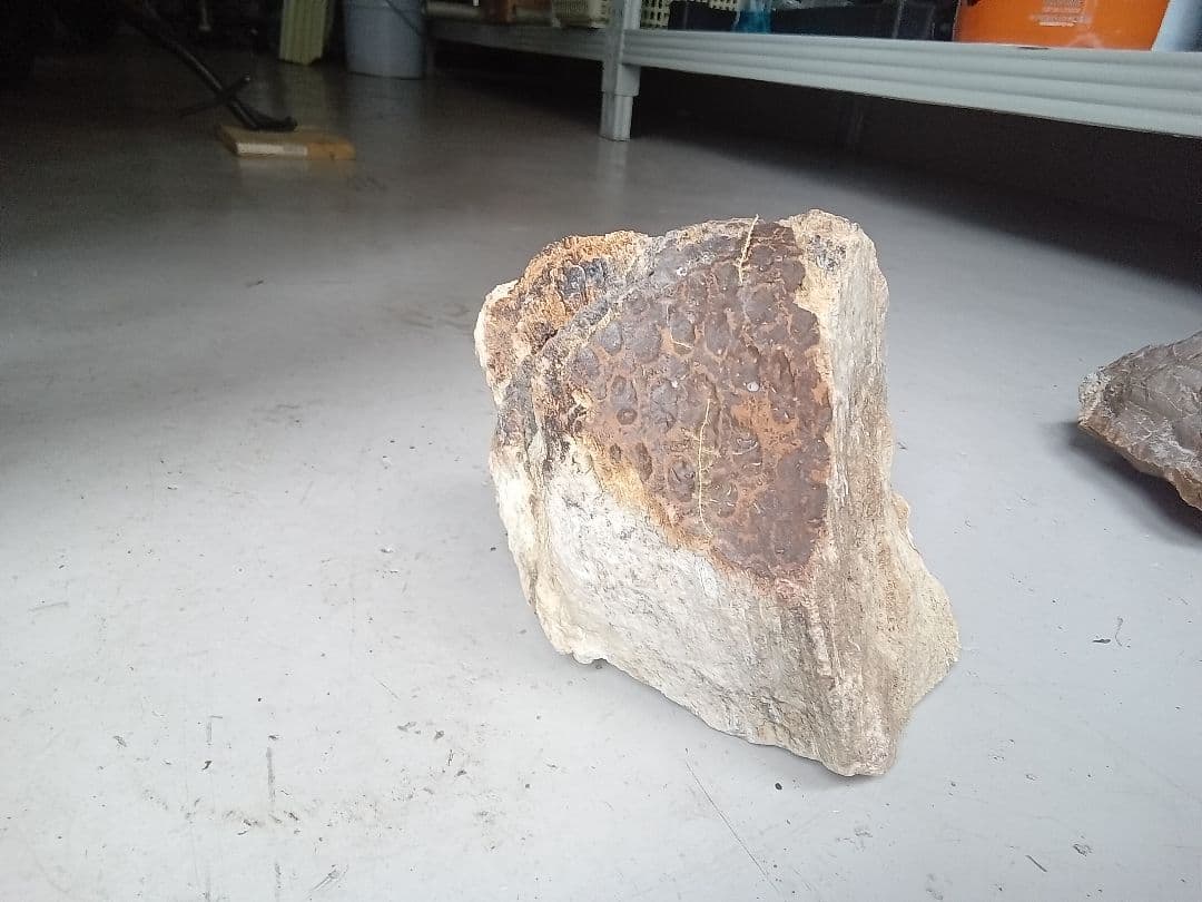 木化石　詰め合わせ