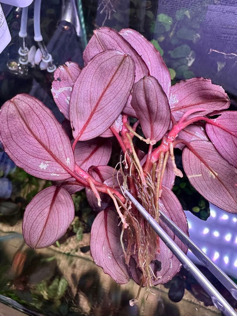 ブセファランドラsp. シラット・サークル　3株