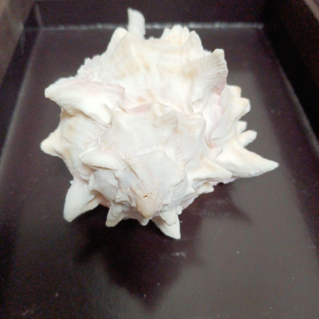 貝殻標本　クレナイガンセキボラ