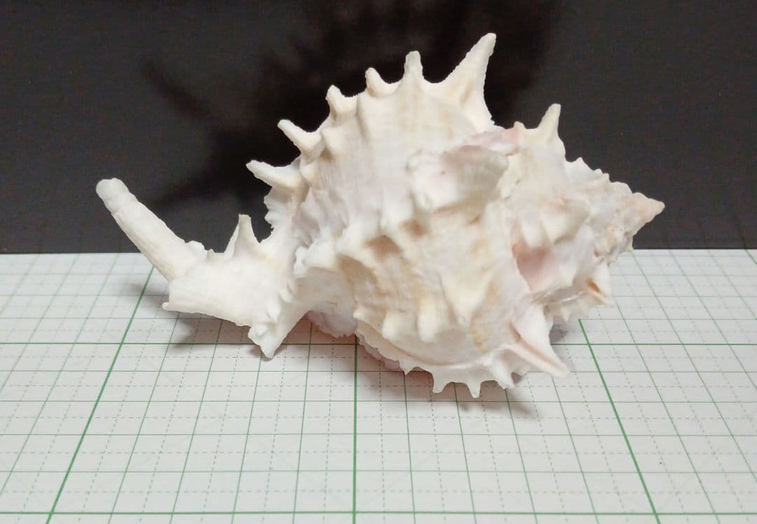 貝殻標本　クレナイガンセキボラ