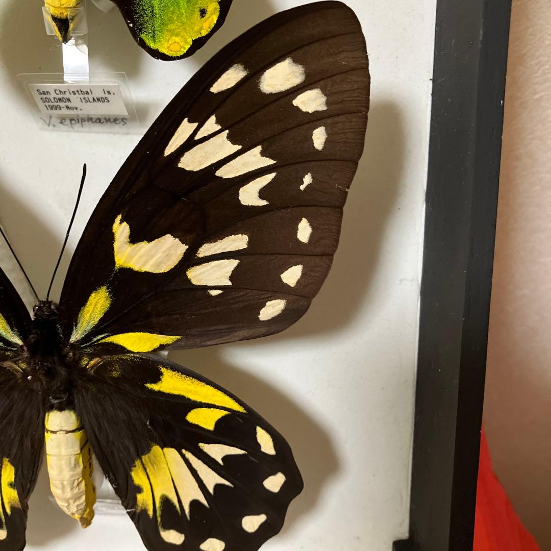 ビクトリアトリバネアゲハ♂♀