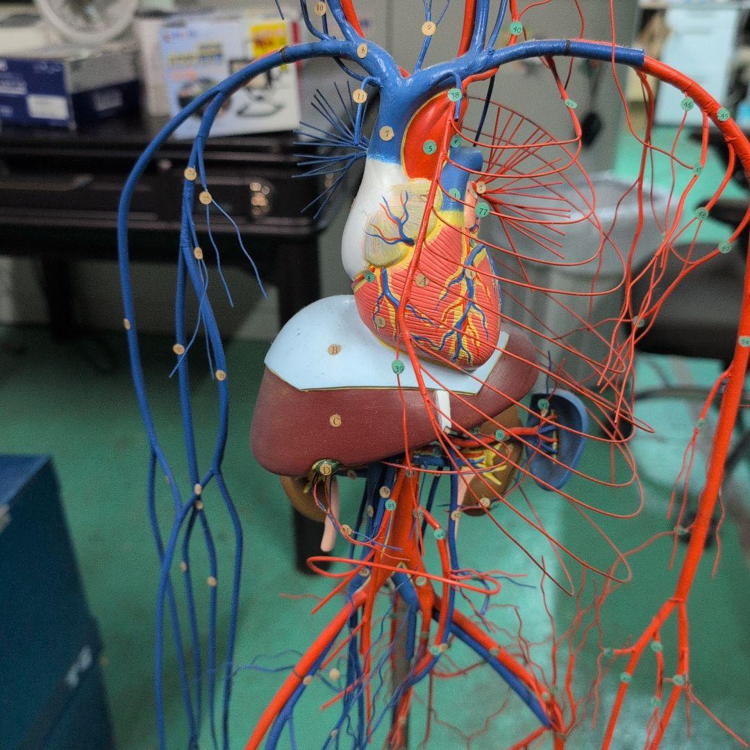 血液循環系模型 透視式