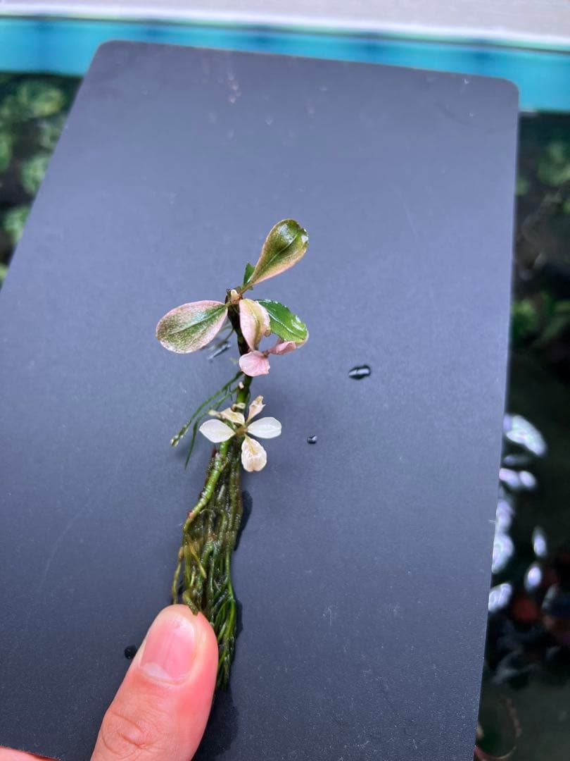 ブセファランドラｓｐ. ピンクバリエガータい斑入り 水中葉