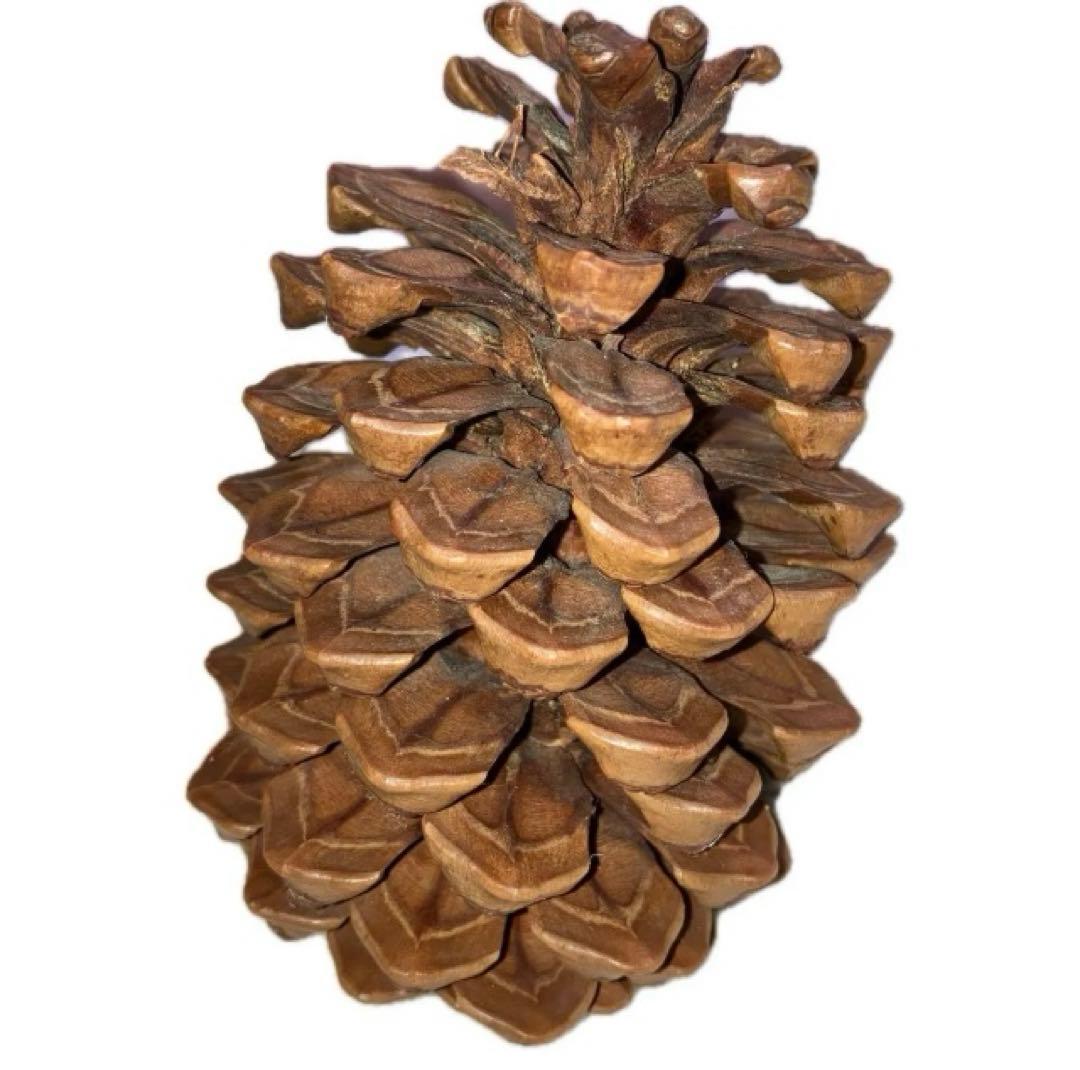 【希少】ロサンゼルス　松ぼっくり　50年前　レア　価値　大きい　天然物　匿名