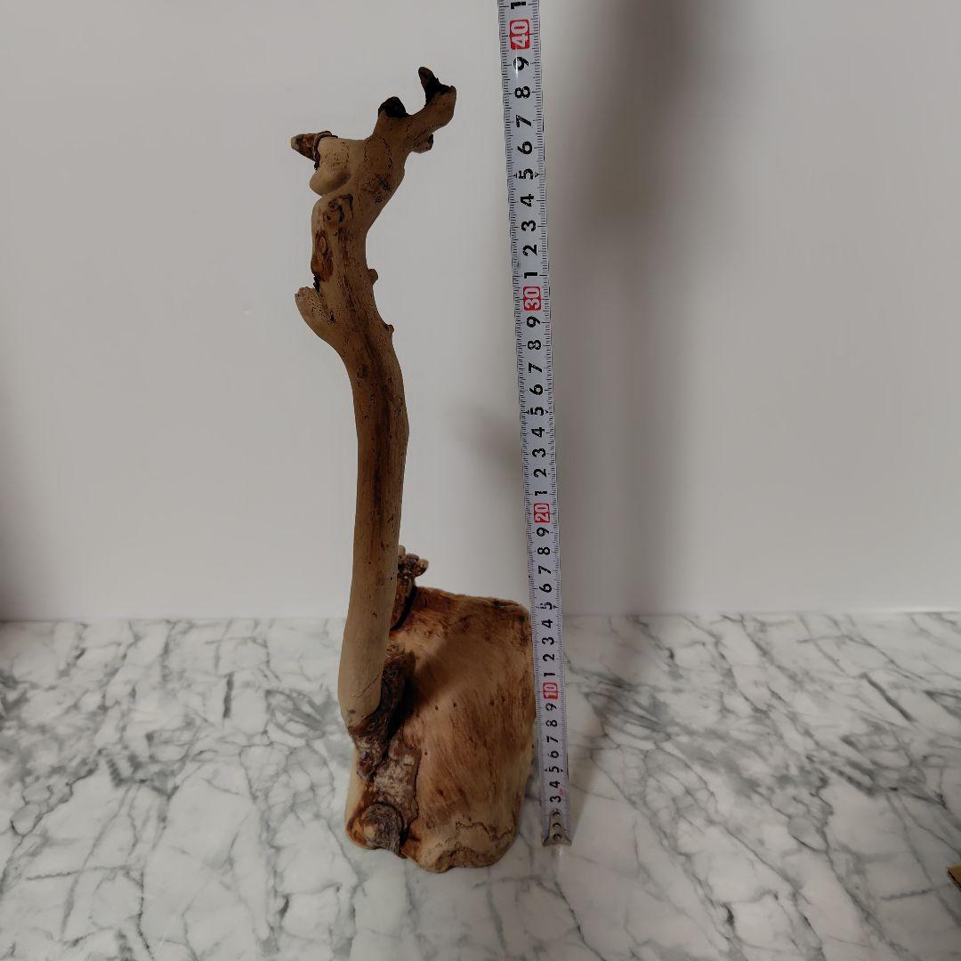 アク抜き済み流木【814】セール