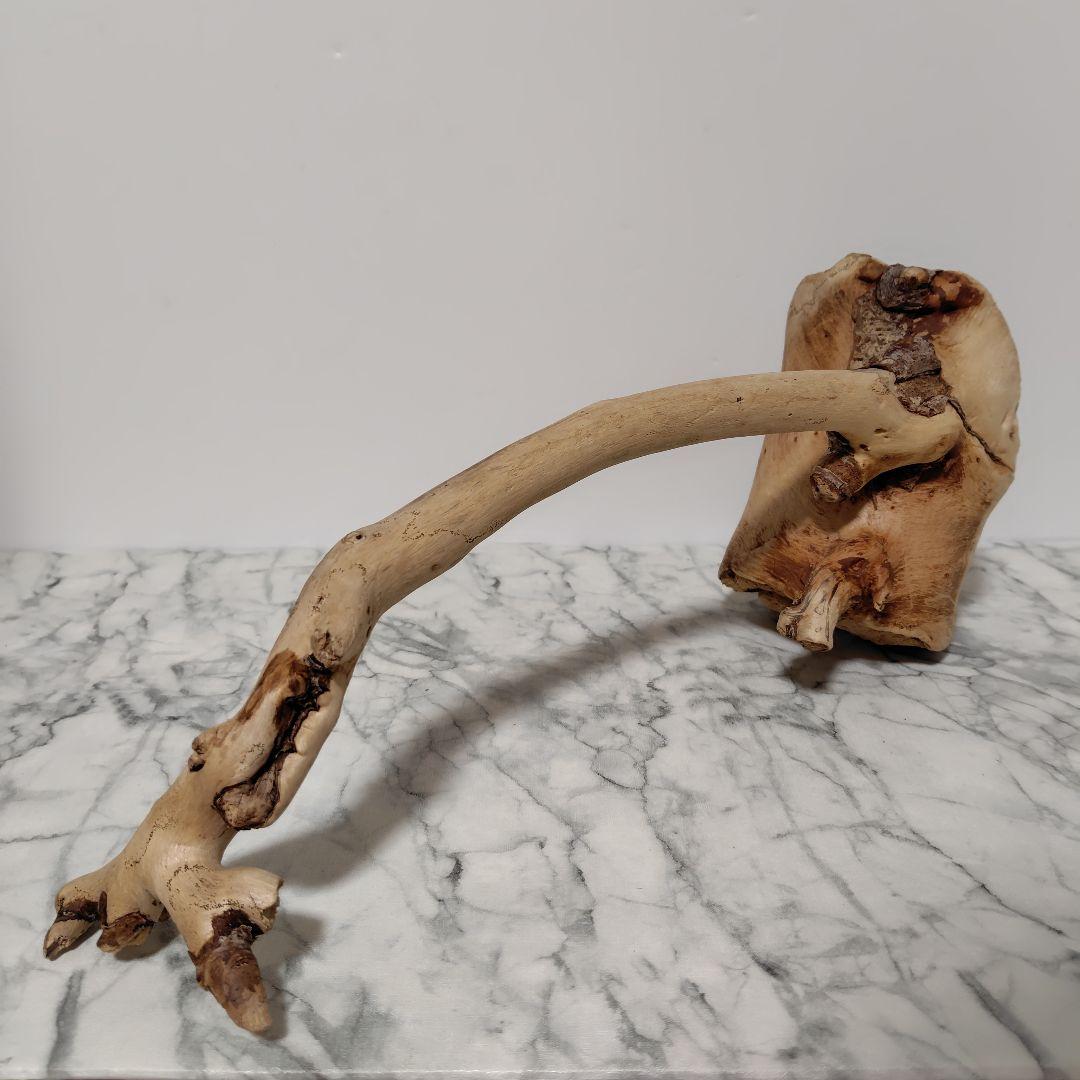 アク抜き済み流木【814】セール