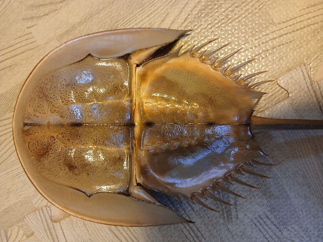 野生　カブトガニ 脱皮殻 約45cm