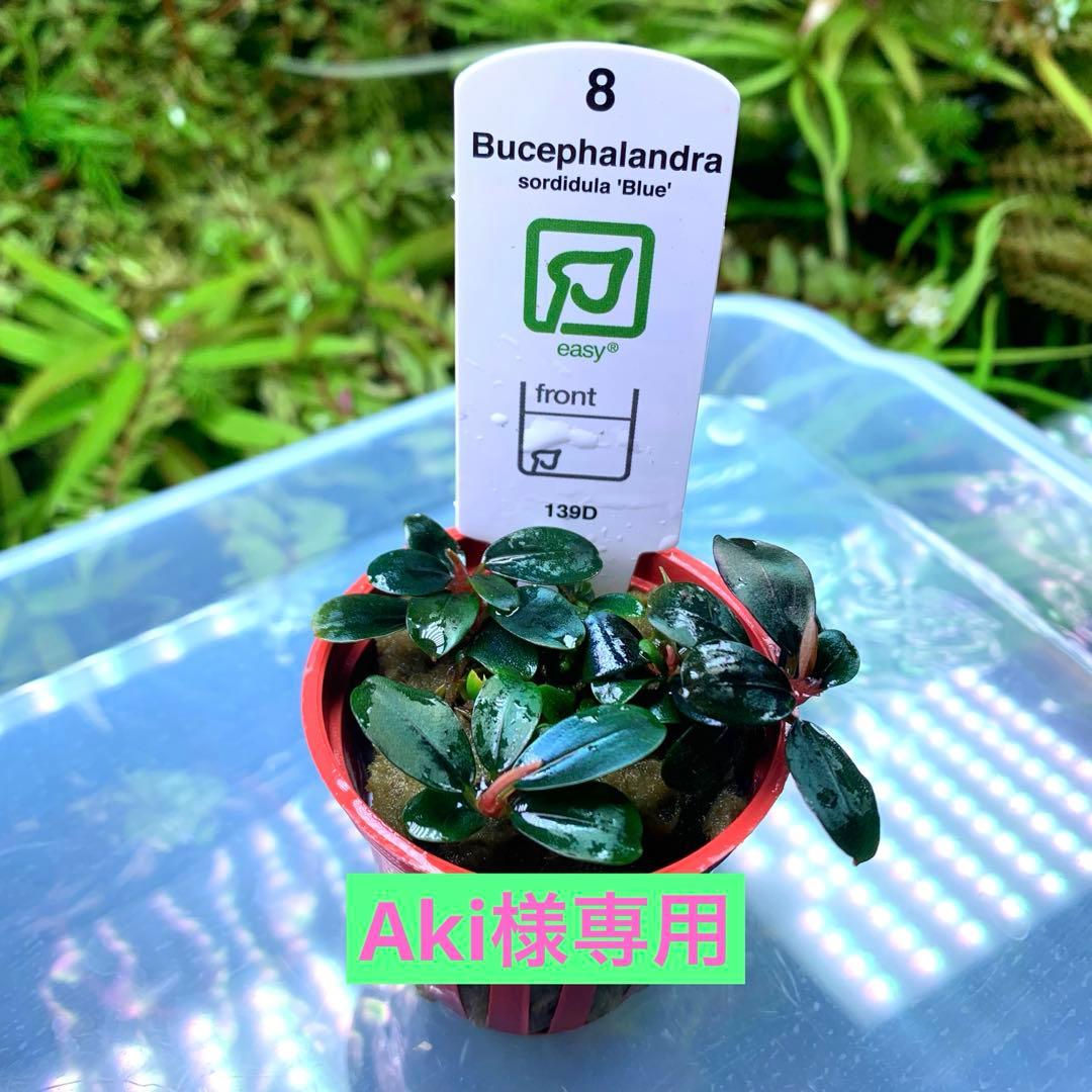Akiブセファランドラsp.ニードルリーフ/ソルディデュラブルー