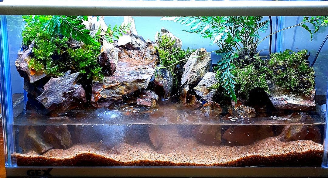 アクアテラリウム 完成品 ガラス水槽