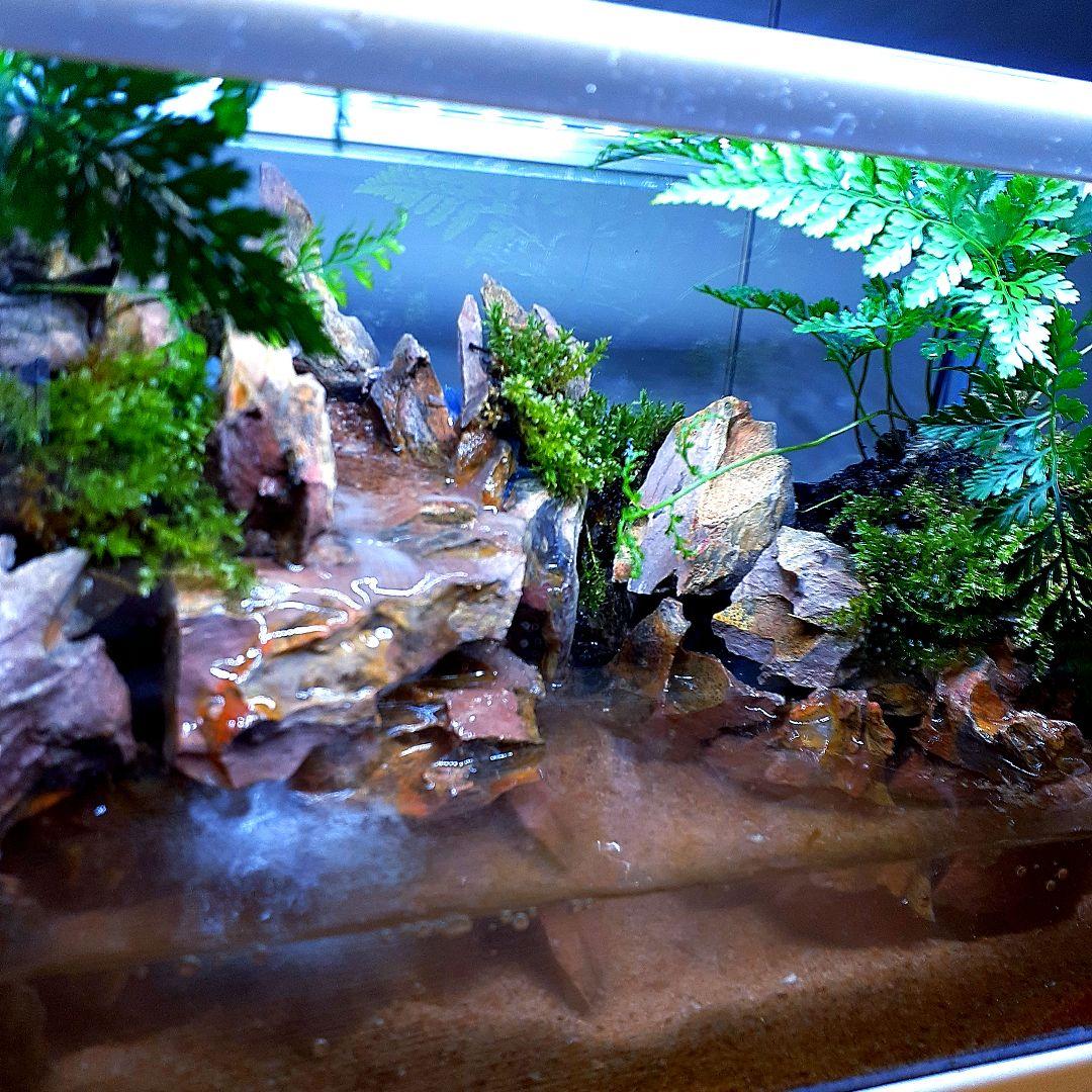 アクアテラリウム 完成品 ガラス水槽