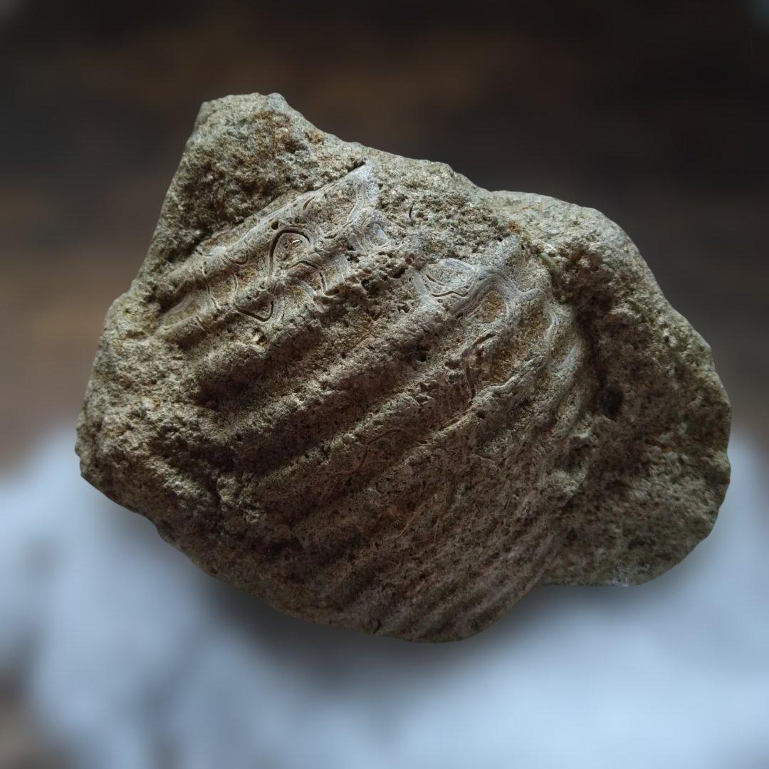 美術 デッサン用 コレクション 極美品 ハヤミア・レックス 化石