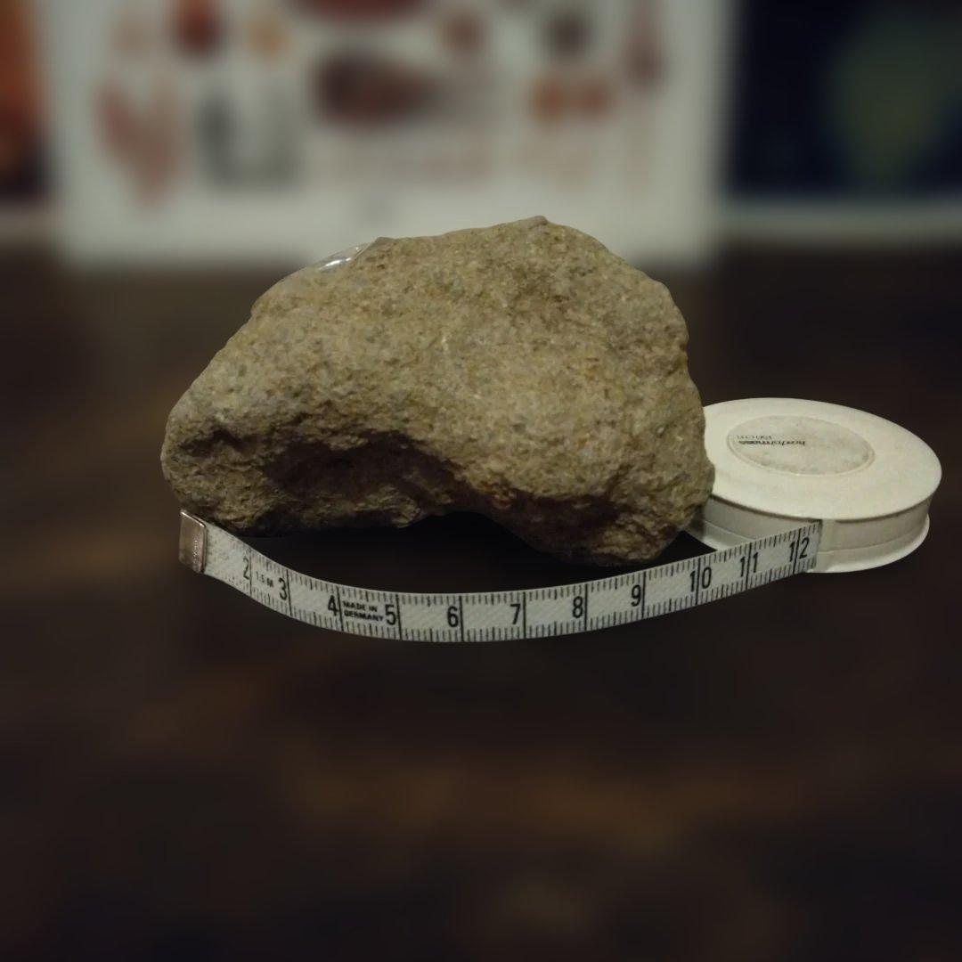 美術 デッサン用 コレクション 極美品 ハヤミア・レックス 化石