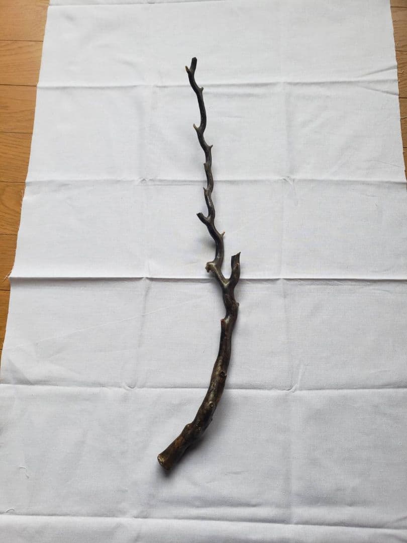 深海松☆レインボーコーラル☆宝石珊瑚