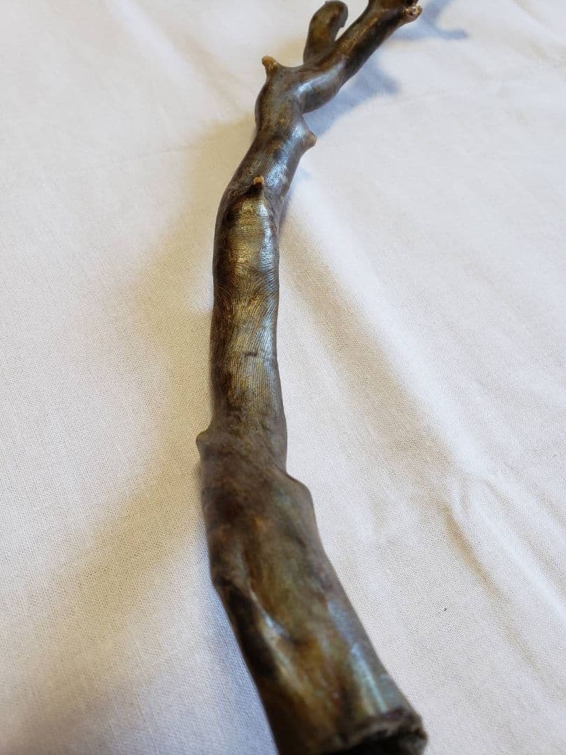 深海松☆レインボーコーラル☆宝石珊瑚