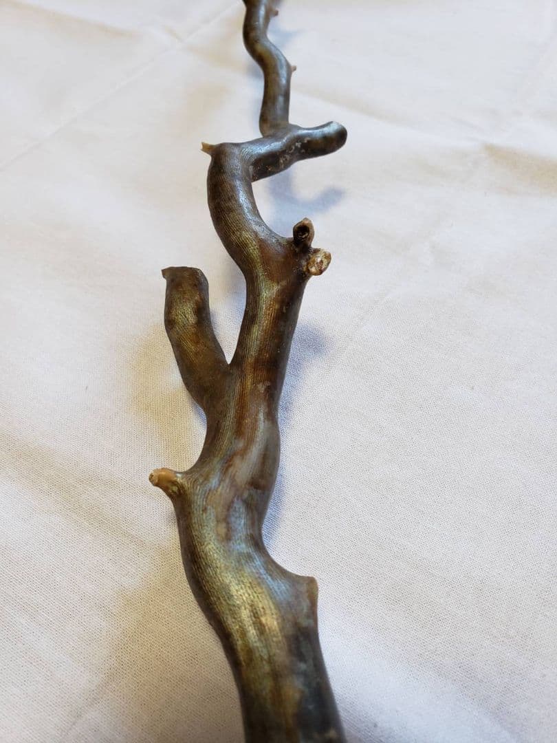 深海松☆レインボーコーラル☆宝石珊瑚