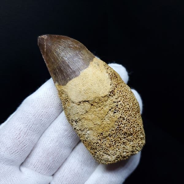 歯根付き モササウルス 化石 歯 本物 モロッコ産 77.26mm mos28