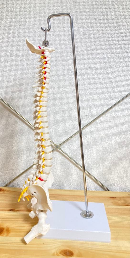 ☆ 激レア！！ 脊椎模型 約47cm 標本 人体模型 整体 骨格模型 骨格標本