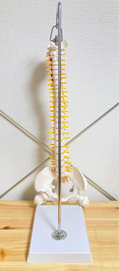 ☆ 激レア！！ 脊椎模型 約47cm 標本 人体模型 整体 骨格模型 骨格標本