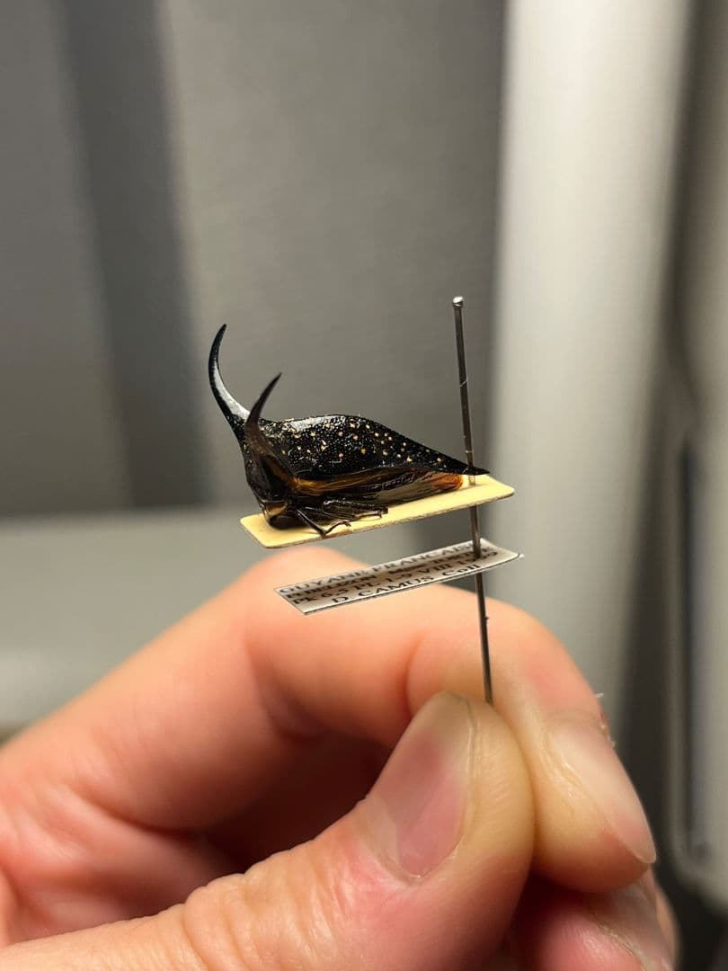 【角蝉最大種】Hemikyptha marginata ツノゼミ セミ ホタ標本