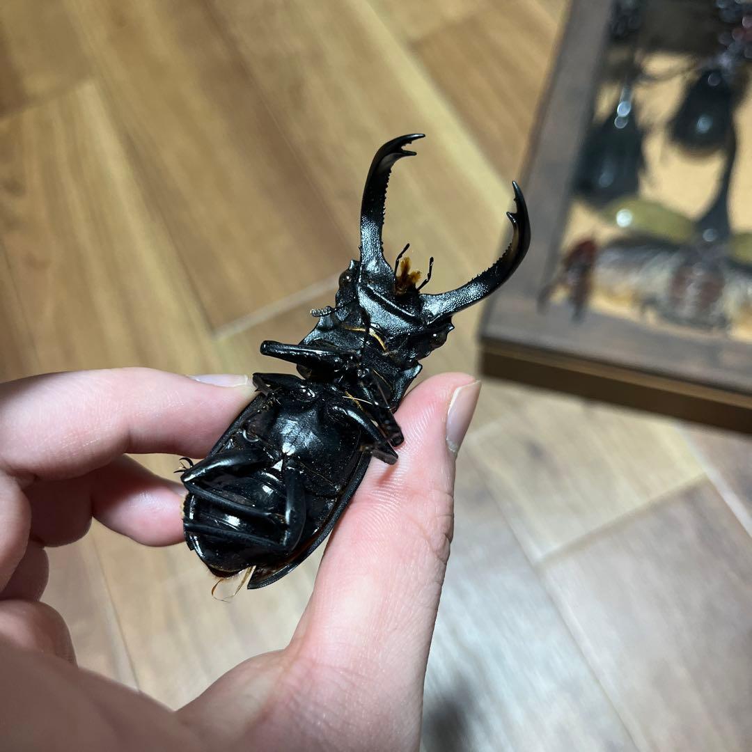 YAMATO2520超珍品‼️アンドレアス エロンガトゥス