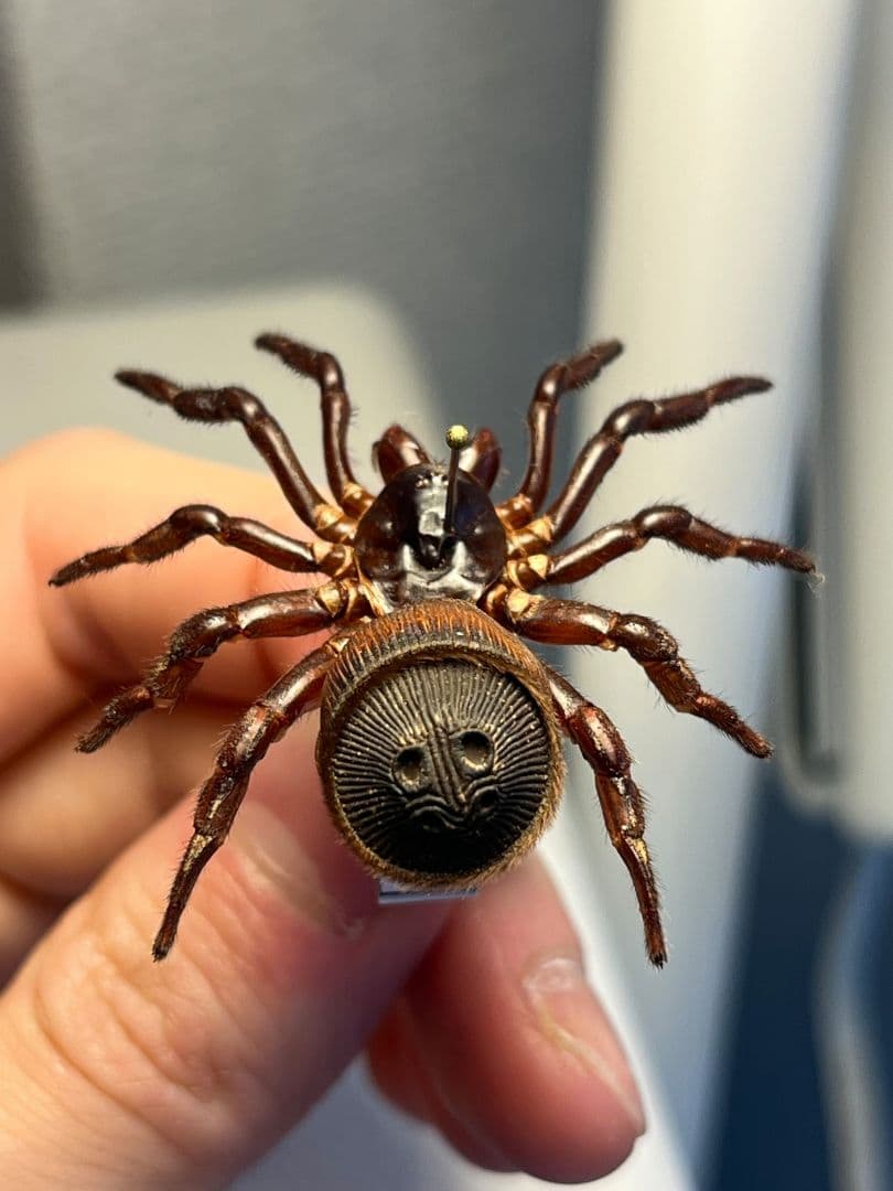 【極美展足】シリキレグモ トラップドアスパイダー タランチュラ ムカデ