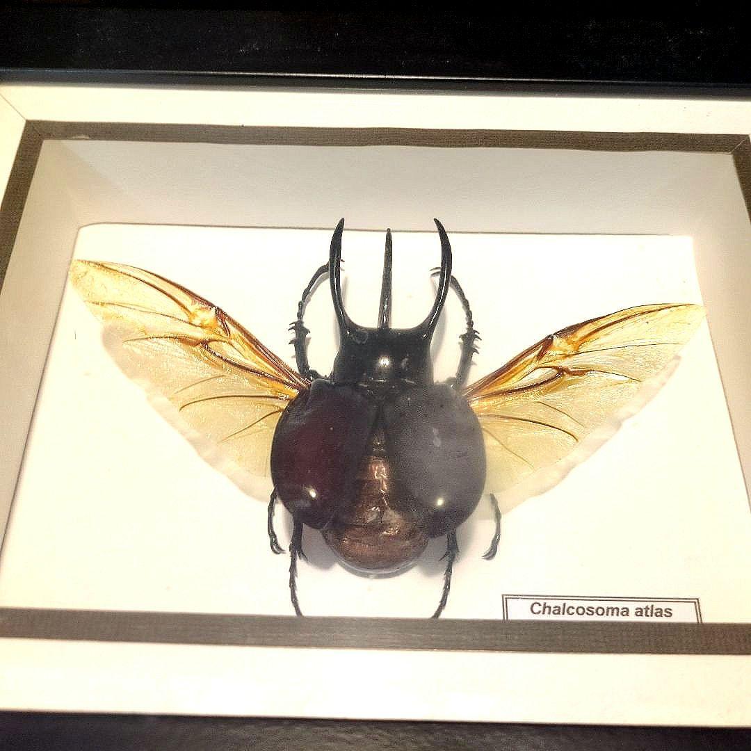 【売り切り特価】額入り昆虫標本 まとめ売り