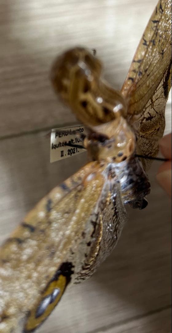 ペルー産　ユカタンビワハゴロモ　標本