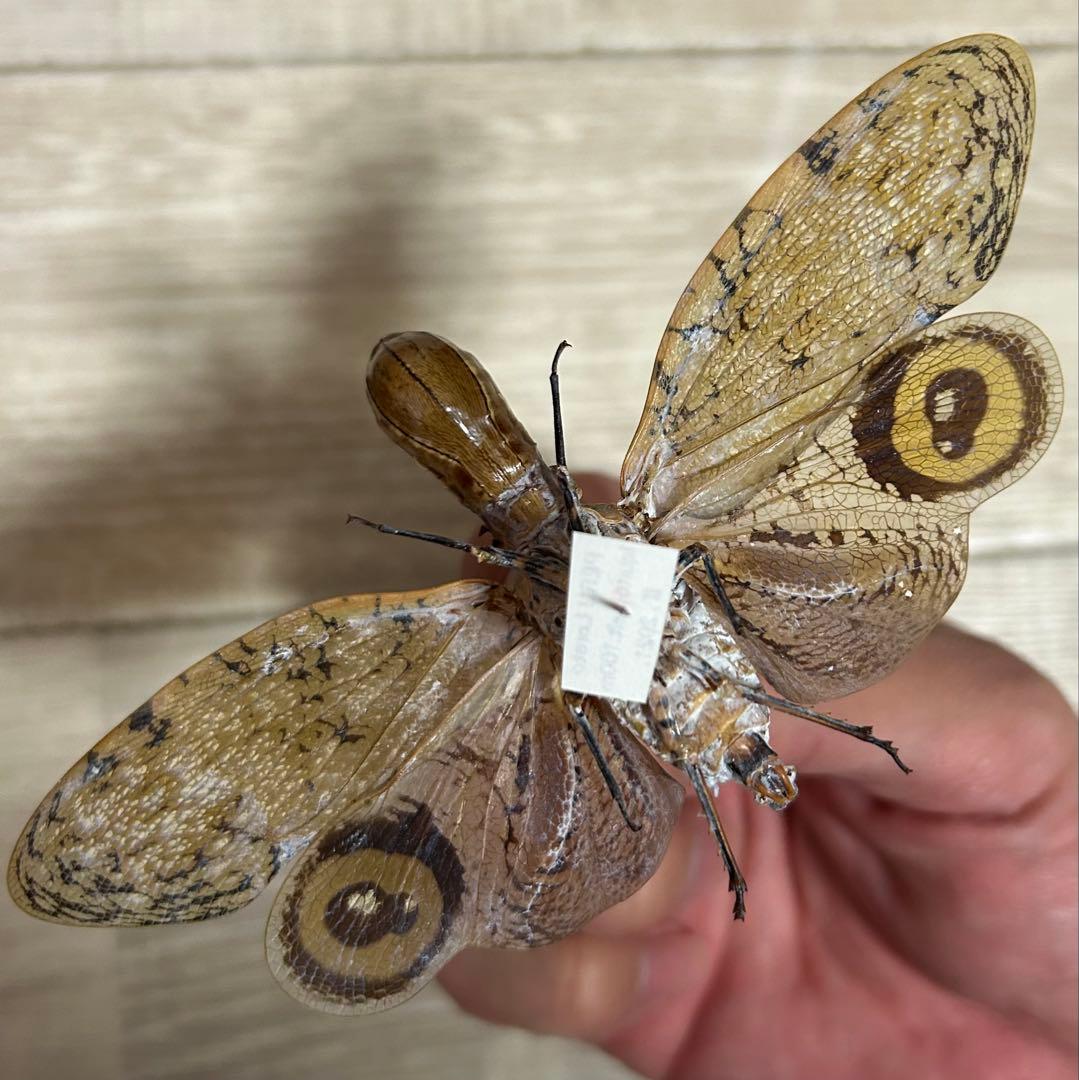 ペルー産　ユカタンビワハゴロモ　標本