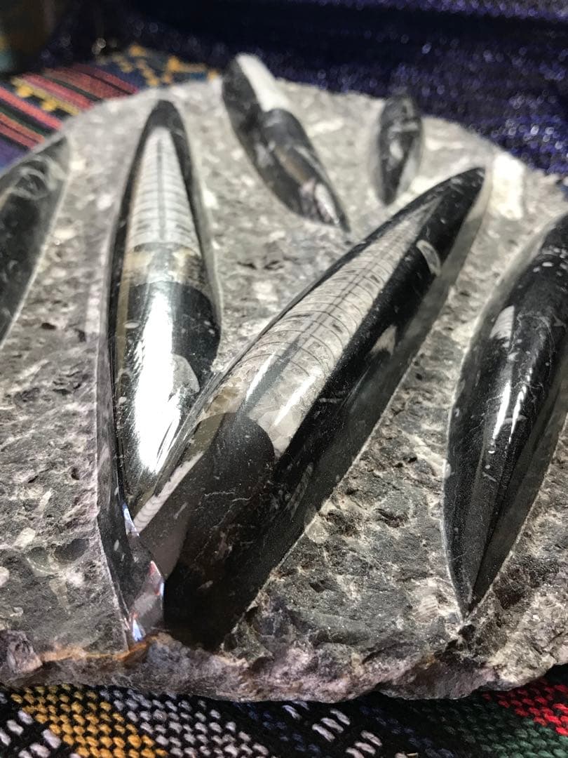 モロッコ産【オルソセラス群/直角貝群】古生代デボン紀/化石[002