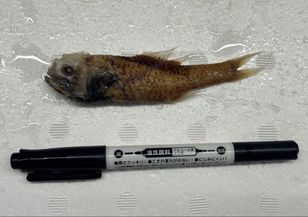 超稀少！カブトウオ液浸標本