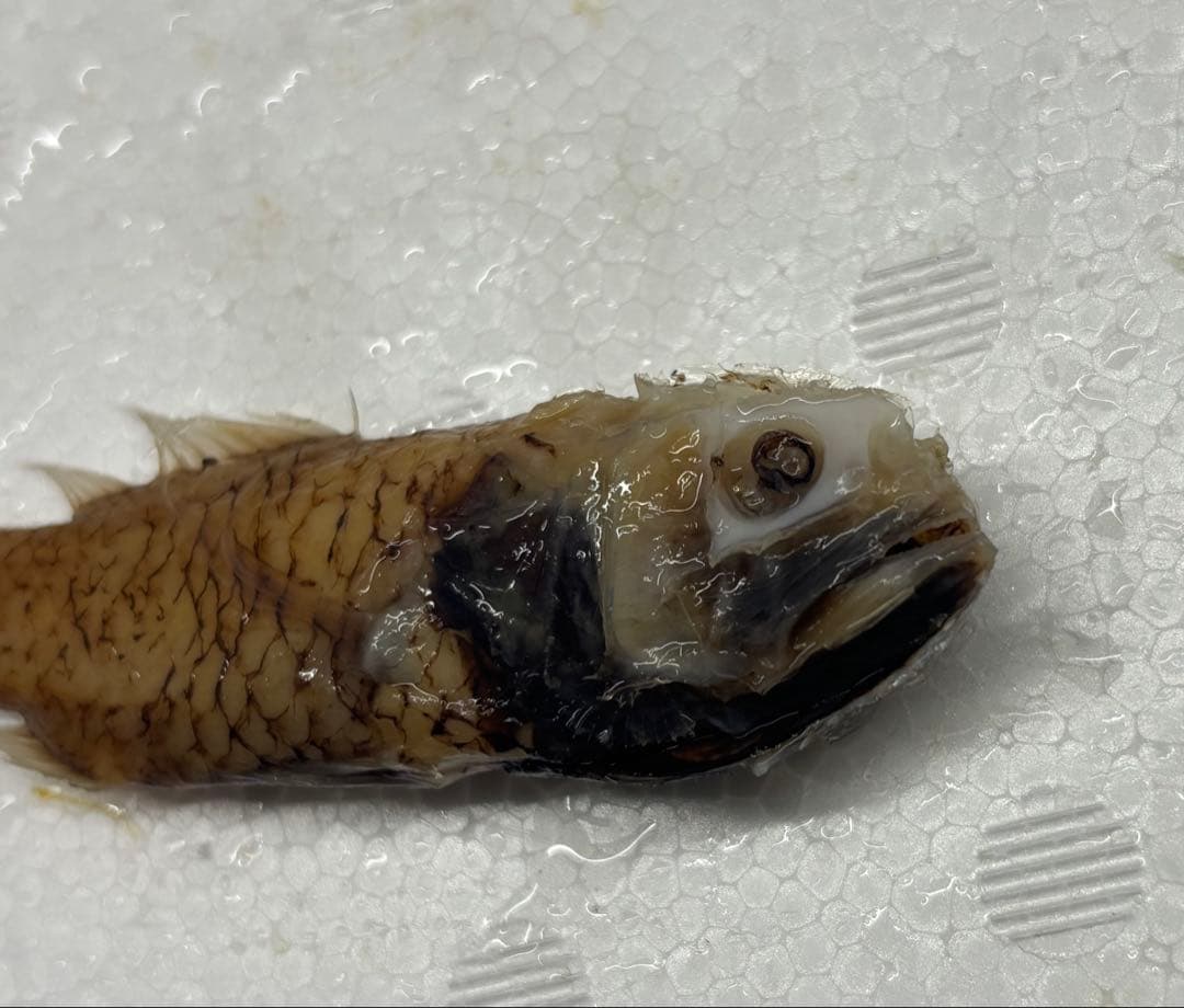超稀少！カブトウオ液浸標本