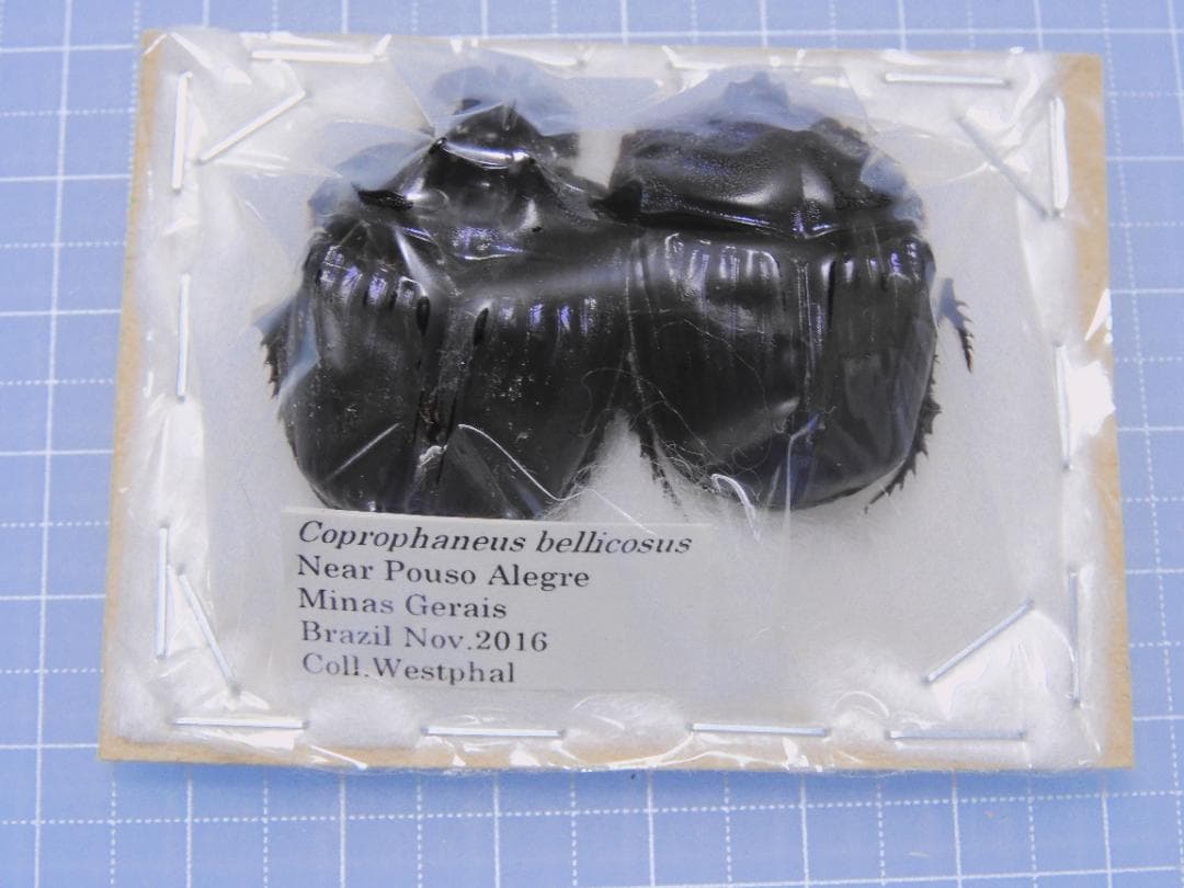 ブラジル産　ベリコサスニジダイコクコガネ　30mm 34mm